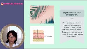 Строение и функции кожи - Уход за кожей лица - Бьюти-Эксперт Мэри Кэй