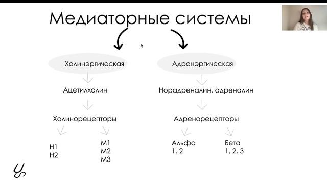 Нормальная физиология | Вегетативная нервная система
