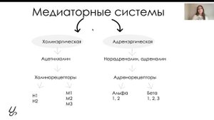 Нормальная физиология | Вегетативная нервная система