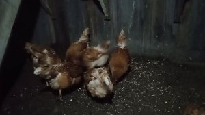 Теплый пол в курятнике. Абсолютно бесплатно.
