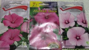 Какие цветы-однолетники посеять на рассаду? Когда и как я сею однолетники в ОГ.  Красивые и простые