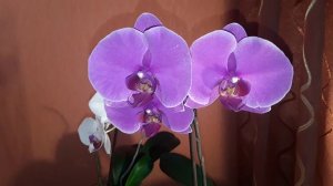 🌷🌷🌷Почему цветонос остановился в росте? Что случилось? Что пошло не так?