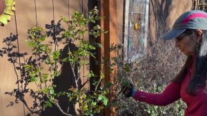 Pruning And Shaping A Chihuly Rose Tree