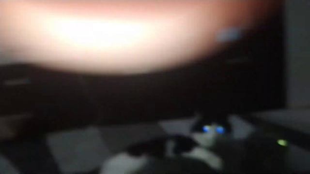 Я вернулся!!!!!Спаривание котов №2 смотреть онлайн