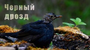 Дикая природа Крыма. Птицы Крыма. Купание молодого черного дрозда