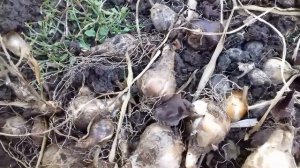 Нарциссы. Когда и как поделить нарциссы.