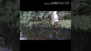 Рыбалка, ловля тайменя на блесну, р. Мана