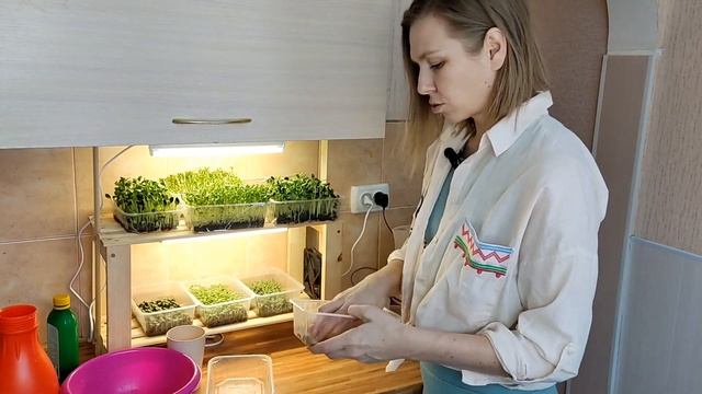 Как вырастить микрозелень горчицы? Руководство для начинающих.