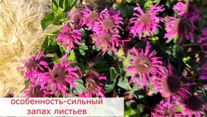 Монарда Би Фри. Пряность и украшение для сада!