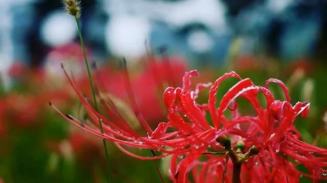 Ликорис (лат.  Lycoris)