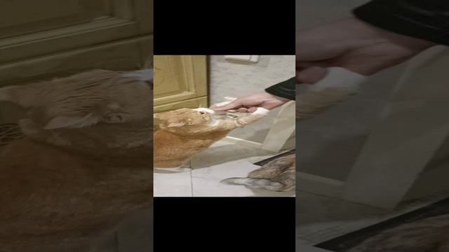 Кошки встречают хозяина