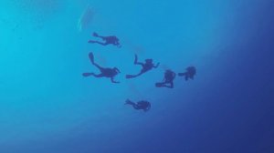 В ПОИСКАХ АКУЛ КРАСНОГО МОРЯ | IN SEARCH OF RED SEA SHARKS