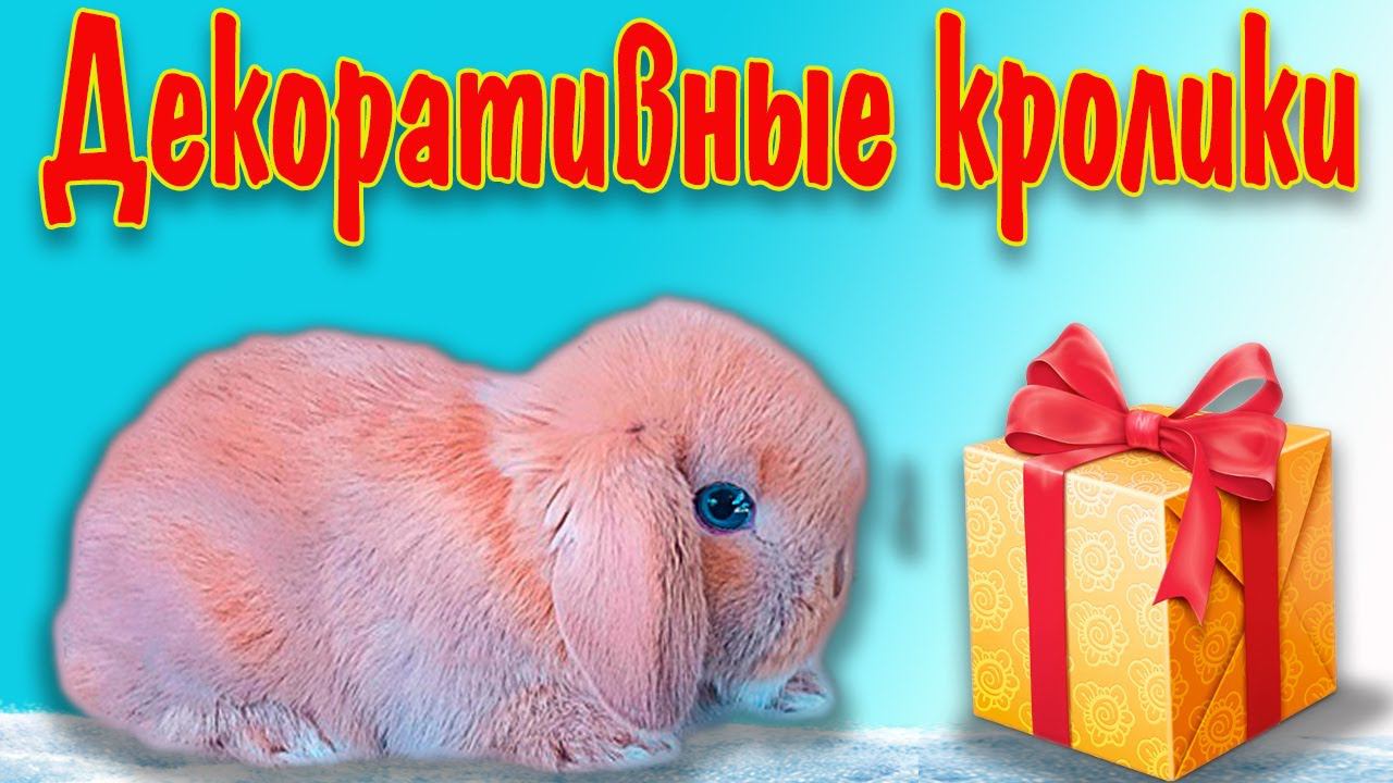 Декоративные кролики , все что нужно знать