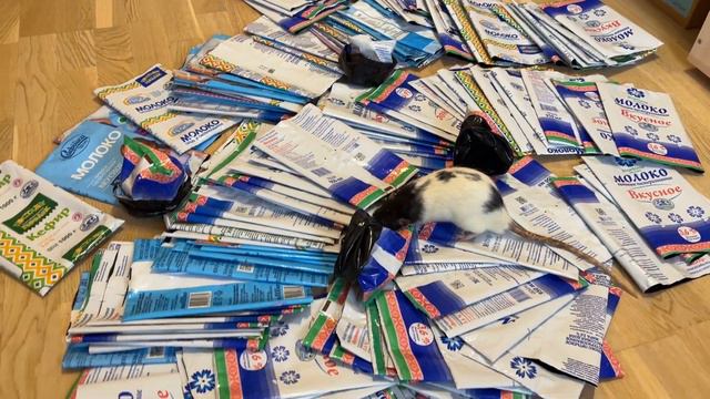 Организованные крысы смотреть онлайн