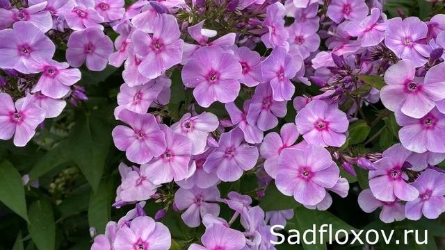 Флокс Садовое Кольцо моей селекции