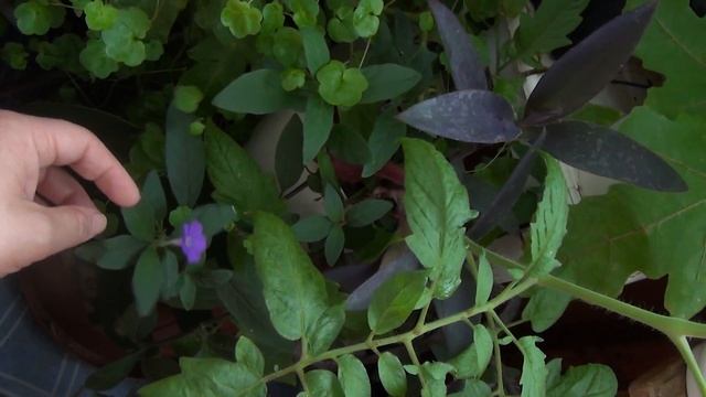 Руэллия и сеткреазия смотреть онлайн