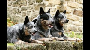 Австралийская короткохвостая пастушья собака