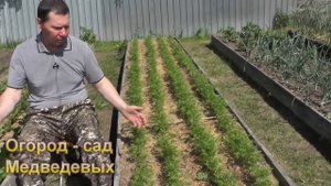 Загущенная морковь никогда не даст хорошего урожая
