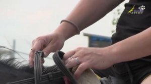 ВЕРХОВАЯ ЕЗДА c нуля