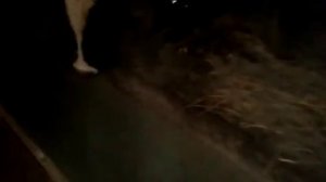 Кормление быков и телят гранулированным сено