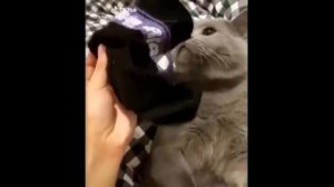 Самое Смешное Видео С Кошками ? ? #33