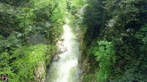 Большое кольцо Тисо-самшитовая роща, Хоста (Сочи). 05-2023 #тисосамшитоваяроща #чертовыворота #хост