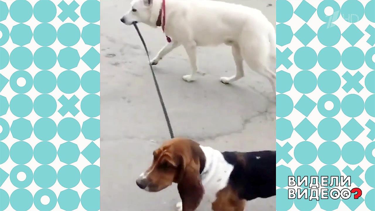 Овчарка выгуливает бассет-хаунда. Видели видео? Фрагмент выпуска от 26.01.2020