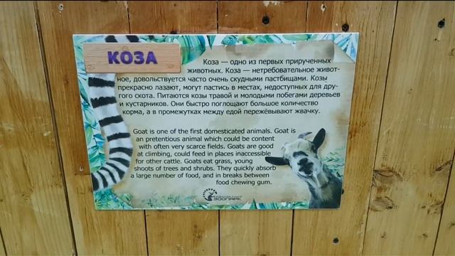 Контактный зоопарк.Арбат 16.Москва.Contact Zoo.Moscow.Russia