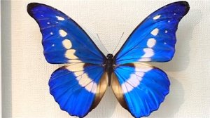 Самые красивые и знаменитые Бабочки мира