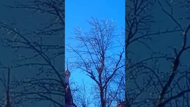 #Блестят Деревья