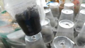 семена кливий, выращивание, уход