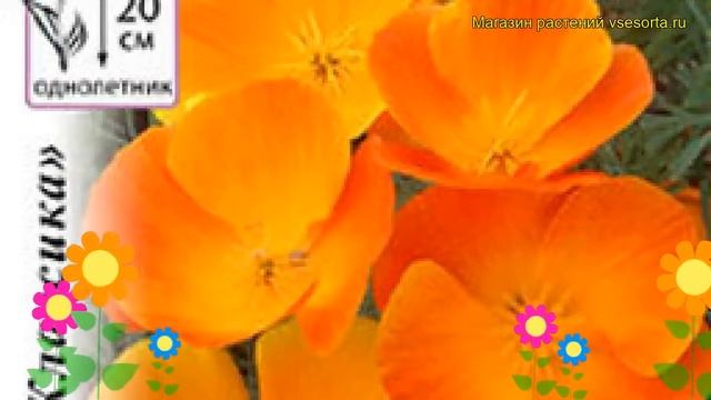 Эшшольция калифорнийская (калифорнийский мак) Аура. Краткий обзор eschscholzia californica Aura смотреть онлайн