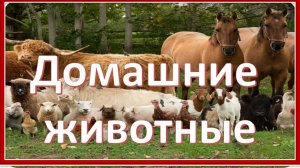 Домашние животные. Окружающий мир