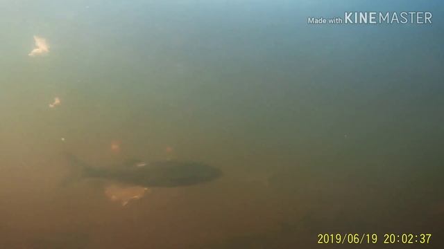 Много рыбы под водой на камеру\видео снято на оз. Любимовском! смотреть онлайн