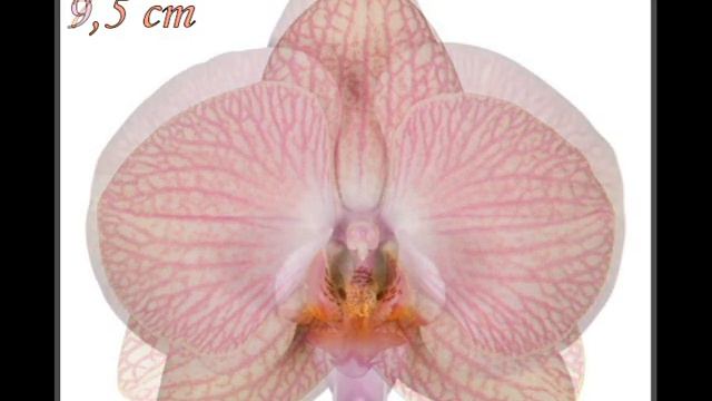 Лучшие сорта фаленопсисов Anthura (ч. 2) смотреть онлайн