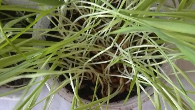 Огород на подоконнике в начале июня