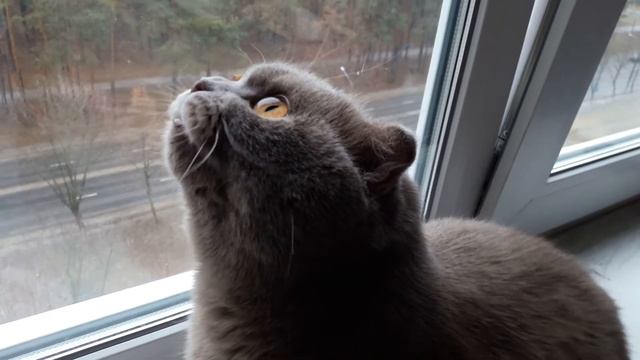 Кошка крякает на птиц)) смотреть онлайн