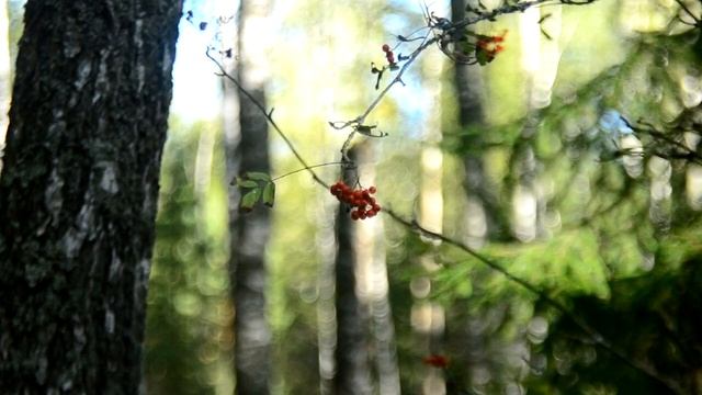 съёмка природы на старое советское стекло Helios 44-2 смотреть онлайн