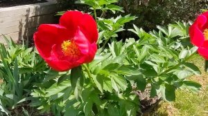 Charles Burgess Peony