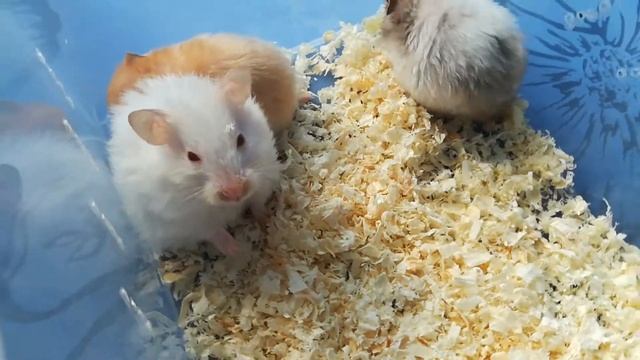 Сирийские хомячки из питомника. Заводчик Елена Морозова.