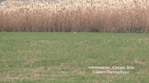 Охота с борзой Тазы