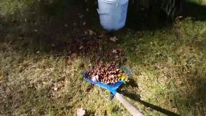 #1как быстро собрать желуди или орехи с газона