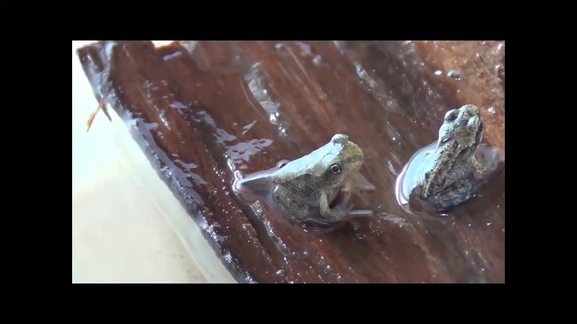 05.Головастики