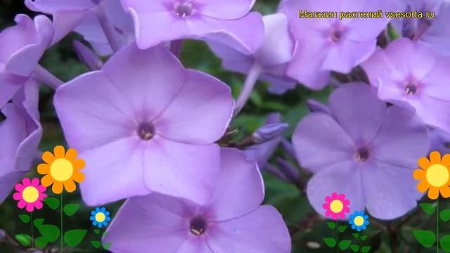 Флокс метельчатый Кул оф Ивнинг. Краткий обзор, описание phlox paniculata Cool of Evening смотреть онлайн