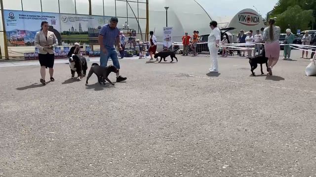 Рыбинск. 17.06.23. Бесты групп 1, 2, 3, 5. Запись прямой трансляции. смотреть онлайн