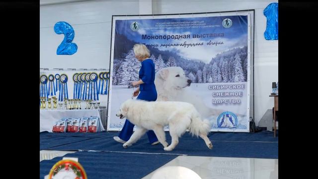 Монопородная выставка мареммо-абруцких овчарок 08 01 2022 смотреть онлайн