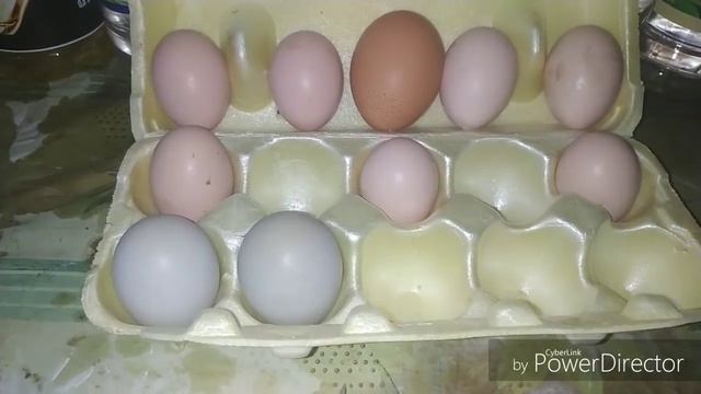 Мои молодки меня поразили! Неожиданный цвет скорлупы у яиц смотреть онлайн