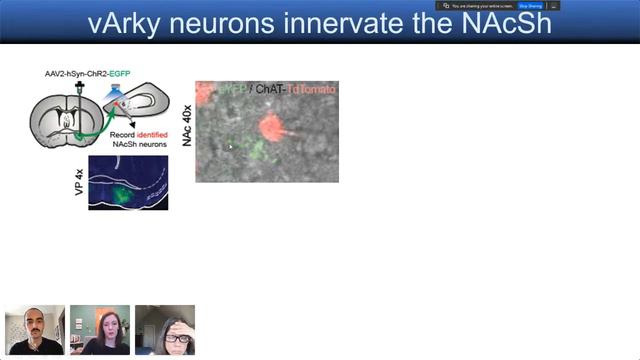 WWN Neurobiology of Addiction - Meaghan Creed's seminar on March 11, 2021 смотреть онлайн