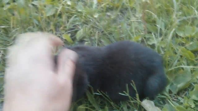 Labrador Retriever black puppy