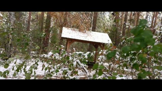 Екатеринбург лес ЖК Мичуринский Широкая речка 30 09 2022 смотреть онлайн